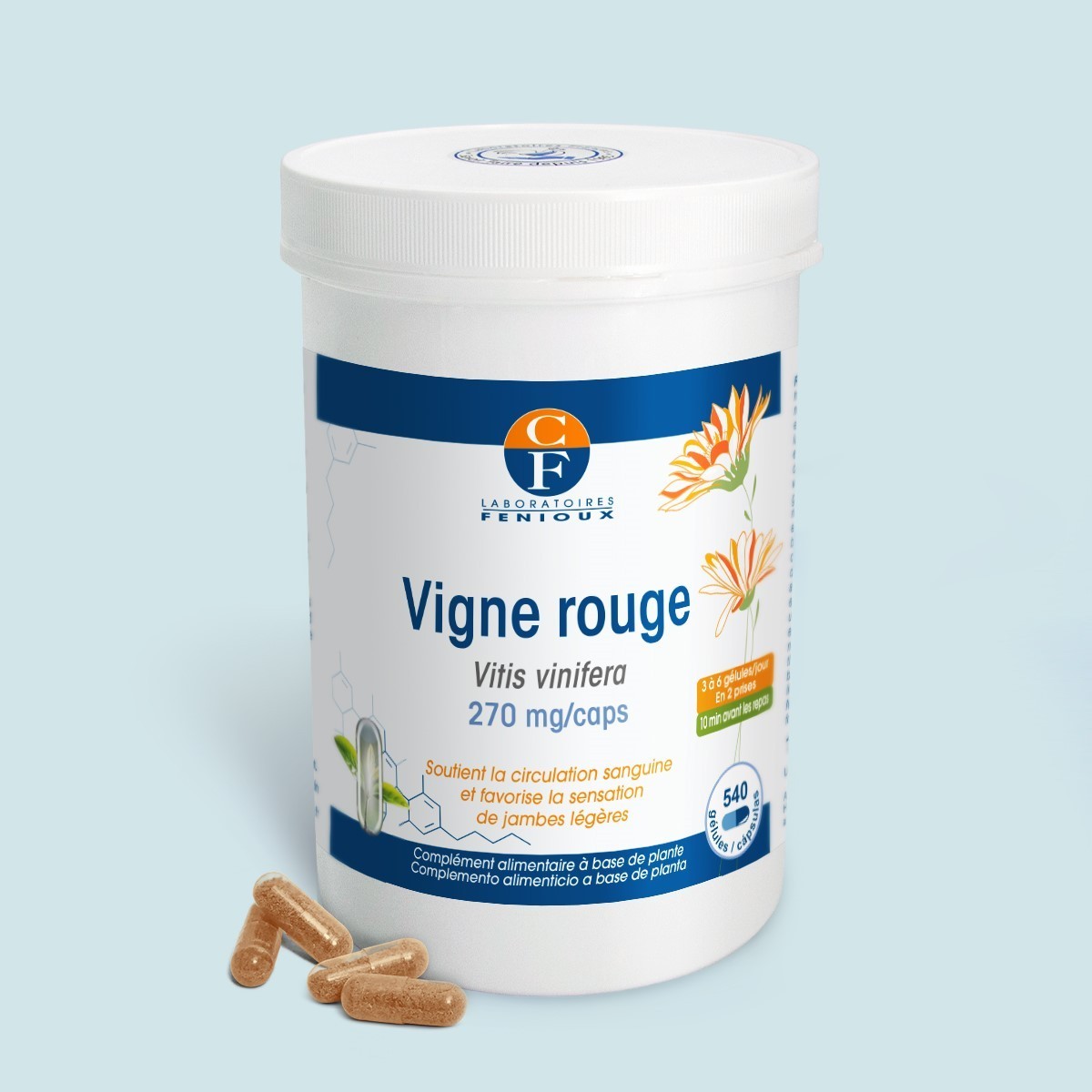 Vigne Rouge (Vitis vinifera) - Circulation - Jambes lourdes