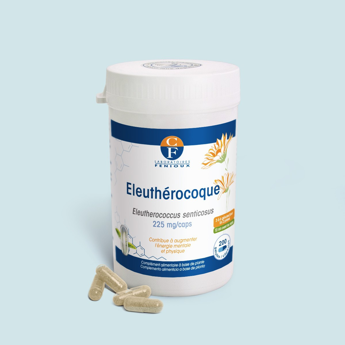 Eleuthérocoque (Eleutherococcus senticosus)