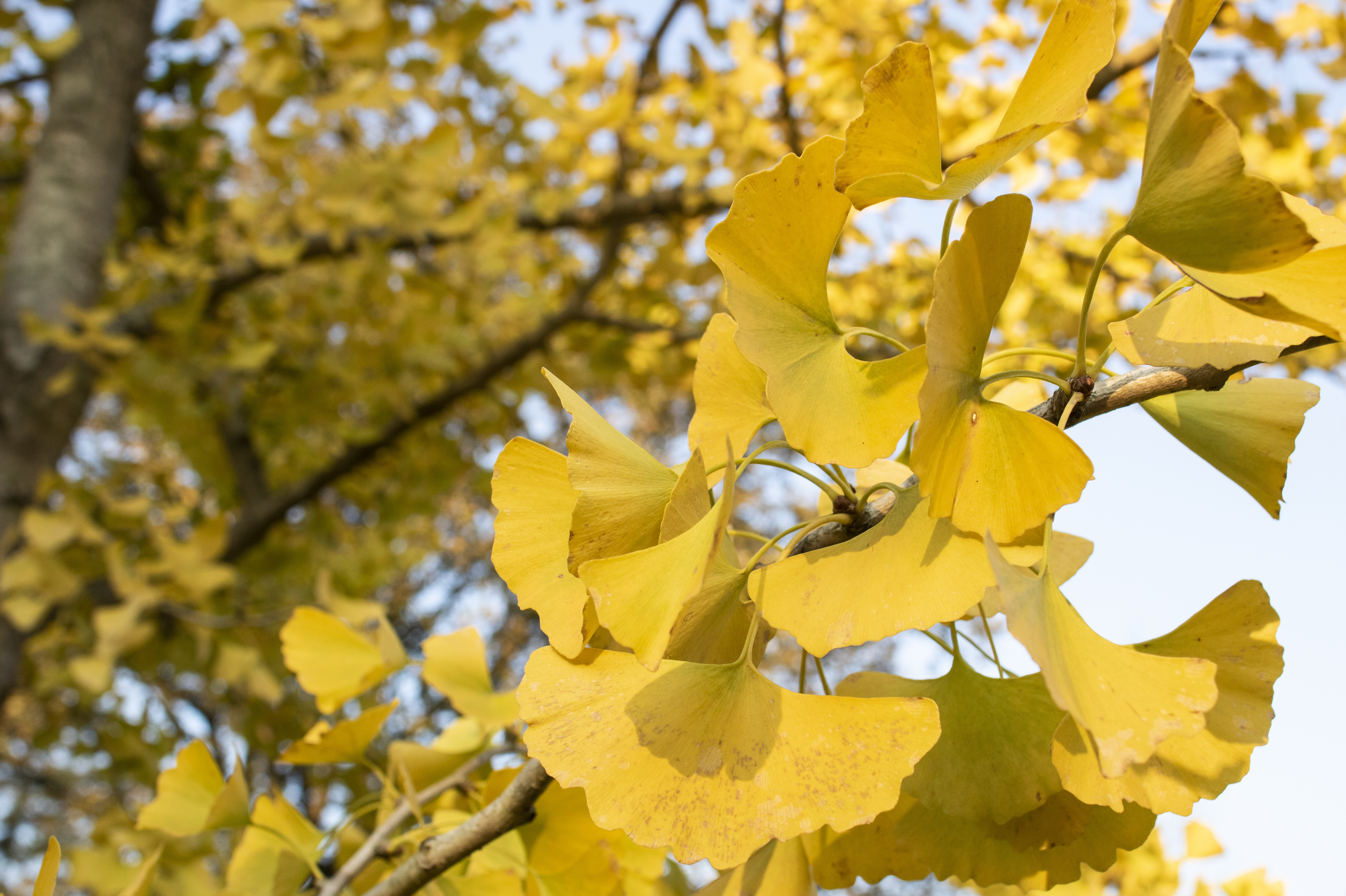 Ginkgo biloba