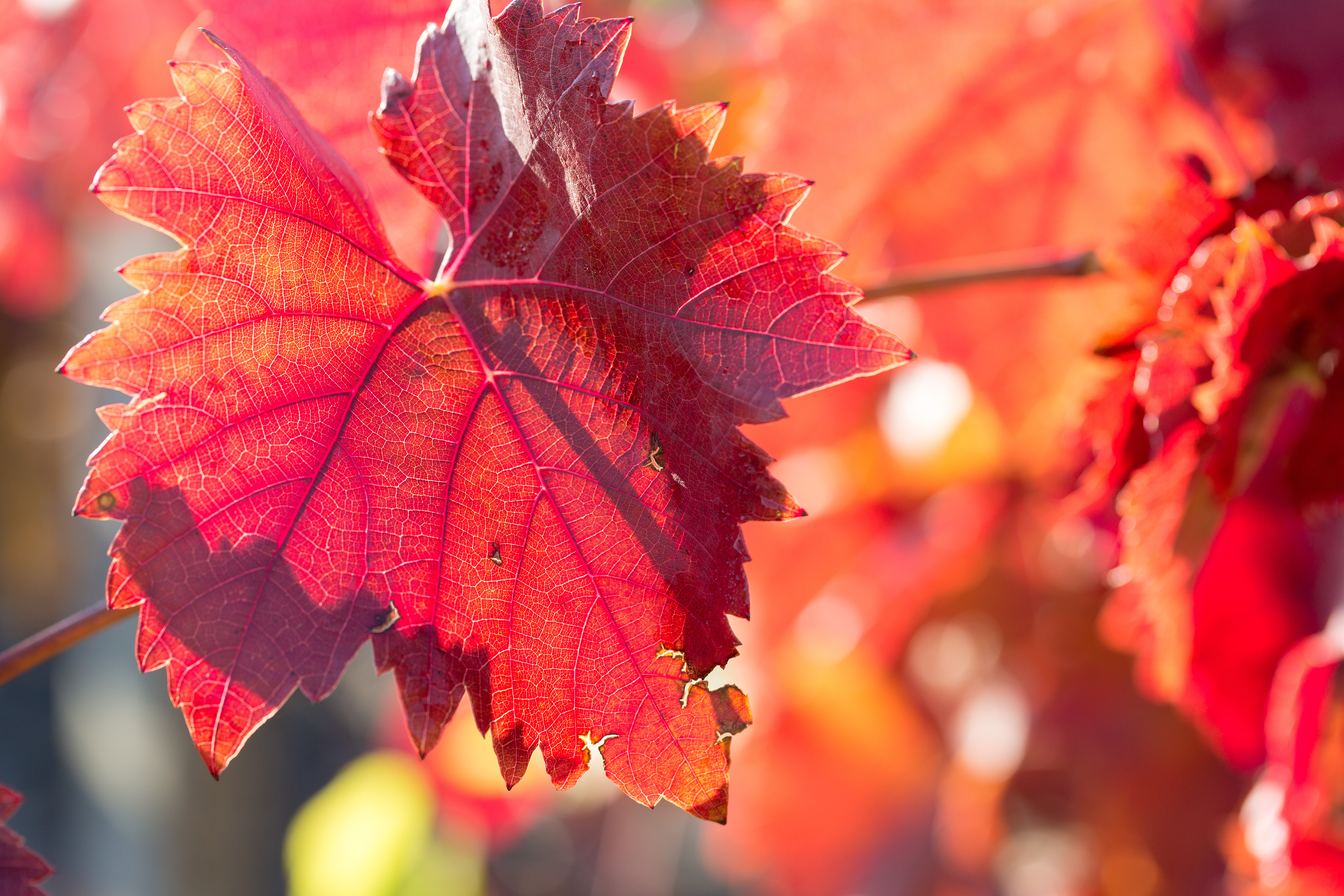 Vigne rouge