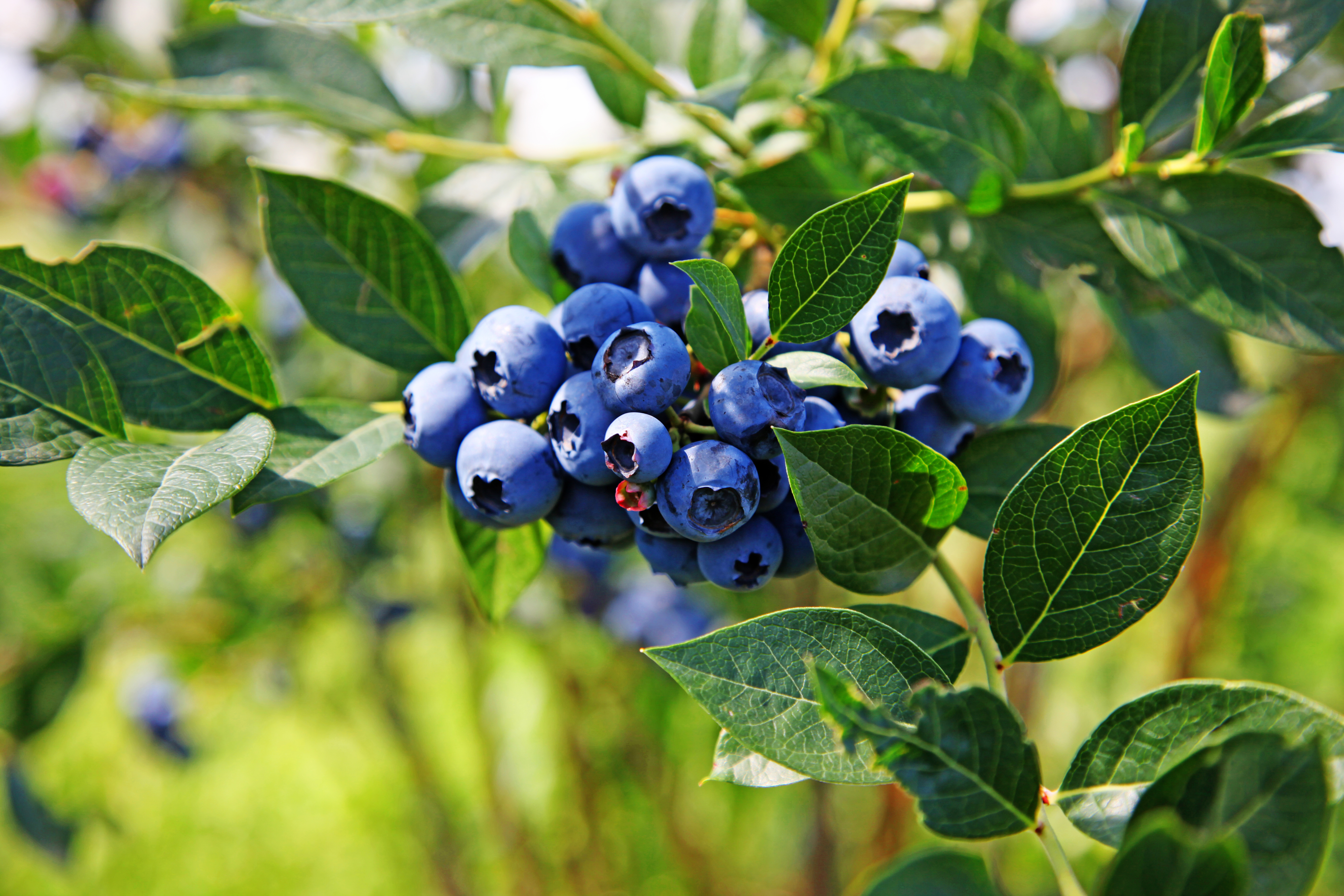 Myrtille (Vaccinum myrtillus)
