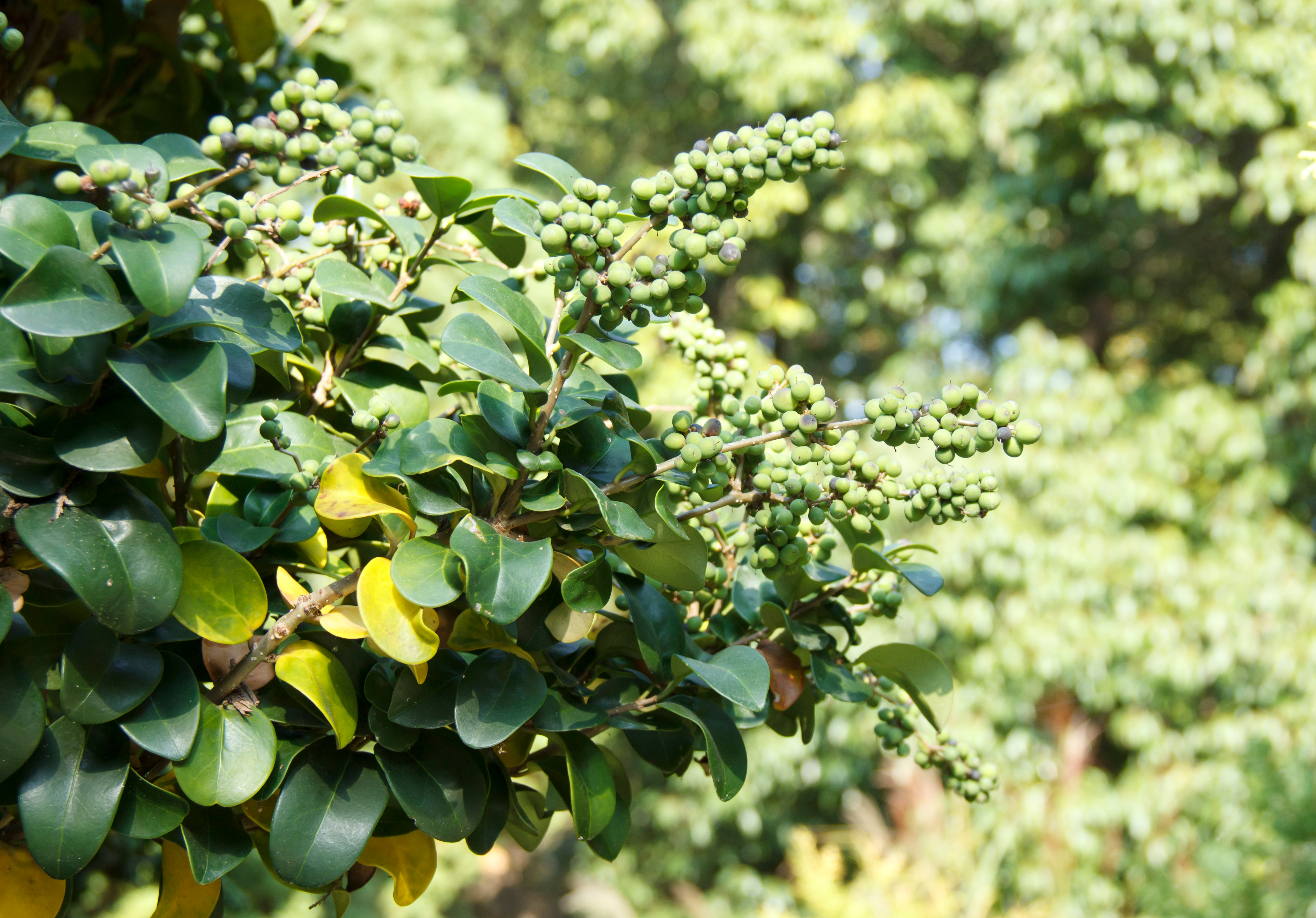 Le commiphora