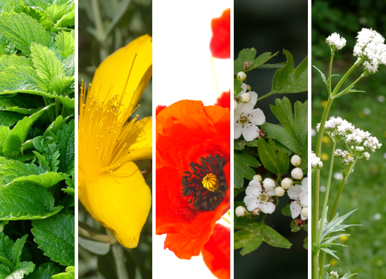5 plantes pour un sommeil de qualité